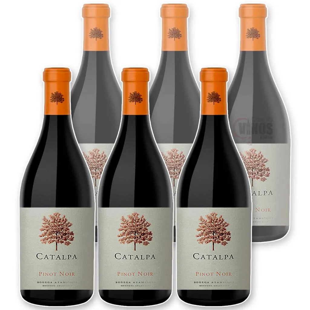 Catalpa Pinot Noir x6